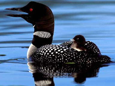 Loons