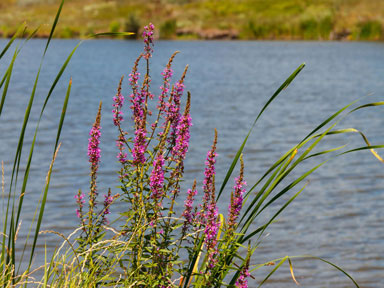 Purple Loosestrife