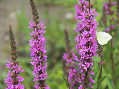Purple Loosestrife
