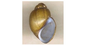 Viviparus georgianus